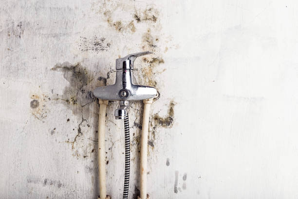 Best Local Mold Removal Service  in Stanley, NC