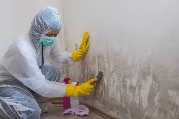 Best Toxic Mold Removal  in Stanley, NC