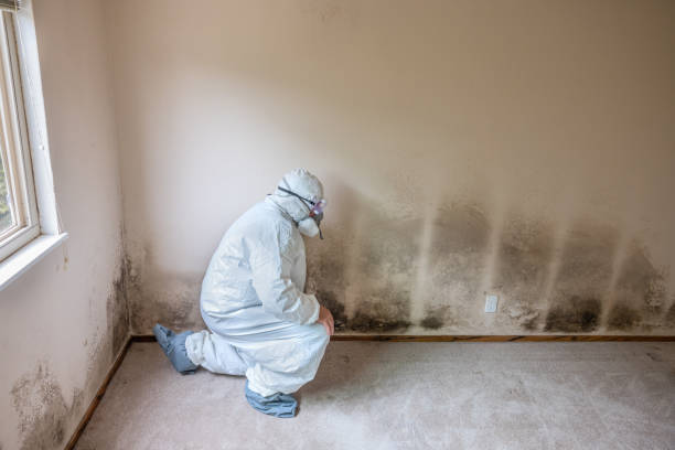 Mold Testing and Removal in Stanley, NC