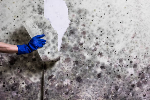 Professional Mold Removal in Stanley, NC